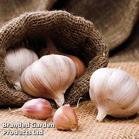 Garlic 'Picardy Wight' (Spring Planting)