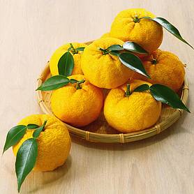 Yuzu Citrus Plant