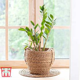 Zamioculcas zamiifolia (House Plant)