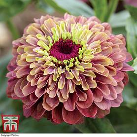Zinnia elegans 'Queeny Lime Red'
