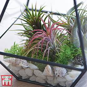 Air Plant Mixed Collection (House Plant)
