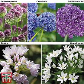 Allium 100 Bulb Collection