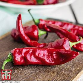 Chilli Pepper 'Anaheim' (Moderately Hot)