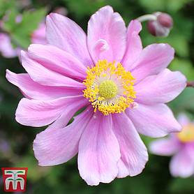 Anemone x hybrida Serenade ~ a Garden Tested Hardy Perennial Plant ~ Pink Japanese Anemone