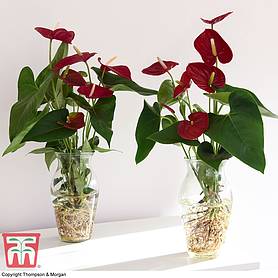 Anthurium Aqua Deep Red in Vase (House Plant)