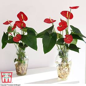 Anthurium Aqua Red in Vase (House Plant)