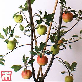 Apple Duo Patio Fruit Trees