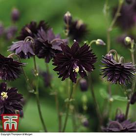 Aquilegia vulgaris var. stellata 'Black Barlow'
