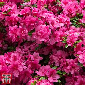 Rhododendron 'Rustica Pink' (Azalea Group)