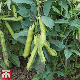 Broad Bean 'Luz de Otono' - Seeds