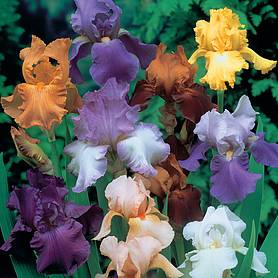 Bearded Iris 'Breeder's Mix'