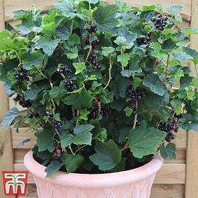 Blackcurrant 'Summer Pearls Patio' (Patio fruit)