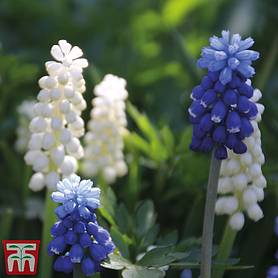 9 Prepared Indoor Hyacinth Bulbs Mixed Colours Highly Fragrant Size 18/19 Large Bulbs GARTHWAITE NURSERIES® UK Stockist