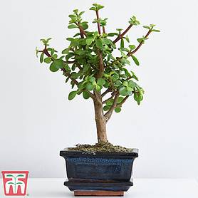 Bonsai Portulacaria (House Plant)