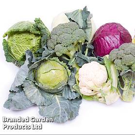 Our Selection Brassica Veg Plants