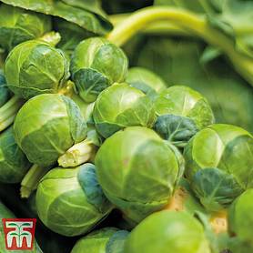 Brussels Sprout 'Bedford Fillbasket' - Seeds