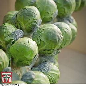 Brussels Sprout 'Marte' F1 Hybrid (National Trust)