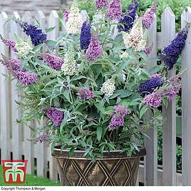 Buddleja Butterfly Gold Thompson Morgan