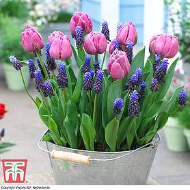 Plant-O-Mat Bulbs Tulip 'Purple Prince' and Muscari latifolium