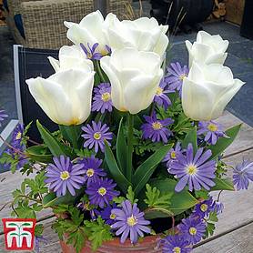 Plant-O-Tray Bulbs Tulip 'Royal Virgin' & Anemone 'Blue Mix'