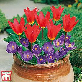 Plant-O-Tray Patio Preplanted Tulip & Crocus