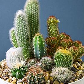 Cactus Mix - House Plant Seeds