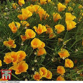 Californian Poppy 'Sun Shades' (National Trust)