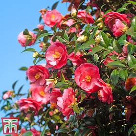 Camellia japonica 'Doctor King'