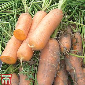 Carrot 'Nantes Frubund' (Fast Crop)