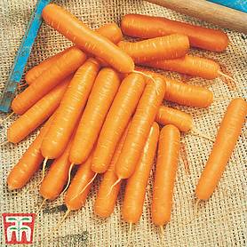 Carrot 'Nandor' F1 Hybrid - Kew Collection Seeds