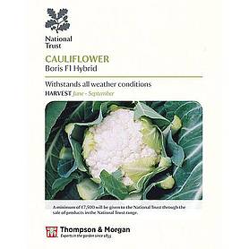 Cauliflower 'Boris' F1 Hybrid (National Trust)