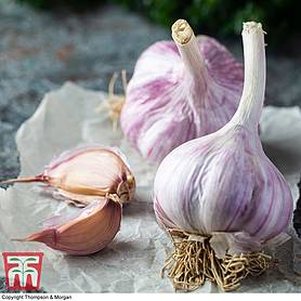 Garlic 'Caulk Wight'