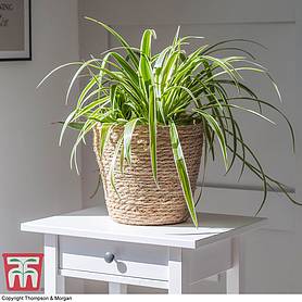 Chlorophytum comosum 'Variegatum' (House Plant)