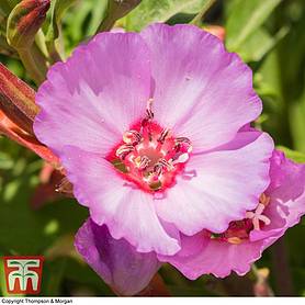 Clarkia 'Pink Buttercups'