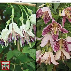 Clematis Duo Collection