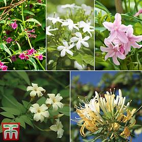 Scented Climber Collection