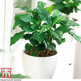 Arabian Coffee Plant (House Plant Seeds)