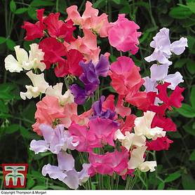Sweet Pea 'Here Come the Girls' - Seeds
