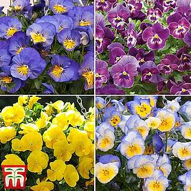 Pansy 'Cool Wave Collection'