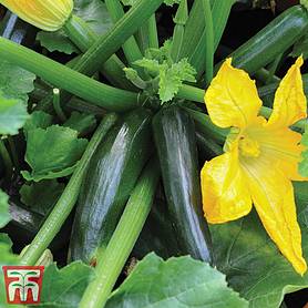 Courgette 'Midnight' F1 Hybrid - Kew Collection Seeds
