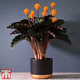 Calathea crocata (House Plant)