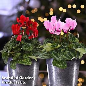 Potted Cyclamen Duo - Gift