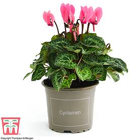 Cyclamen persicum 'Pink' (House plant)