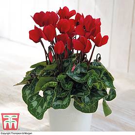 Cyclamen persicum 'Red' (House plant)