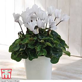 Cyclamen persicum 'White' (House plant)