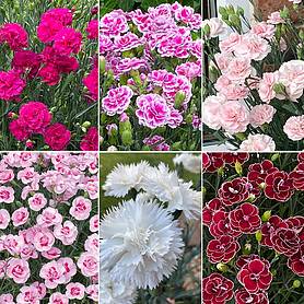 Dianthus 'Garden Pleasures Collection'