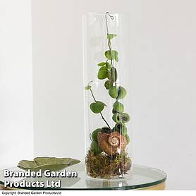 The Snail Shell Plant Dischidia pectenoides Snaily in Acrylic Glas Cylinder Ant Plant 