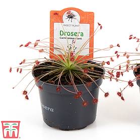 Drosera paradoxa (House Plant)
