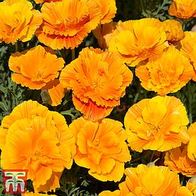 Californian Poppy 'Lady Marmalade' - Seeds