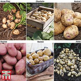 Potato 'T&M Favourites Collection'